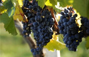 夏黑葡萄好吃吗，葡萄有哪些品种￼